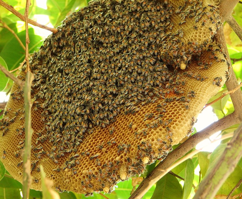 Cuộc sống con người Đất Mũi